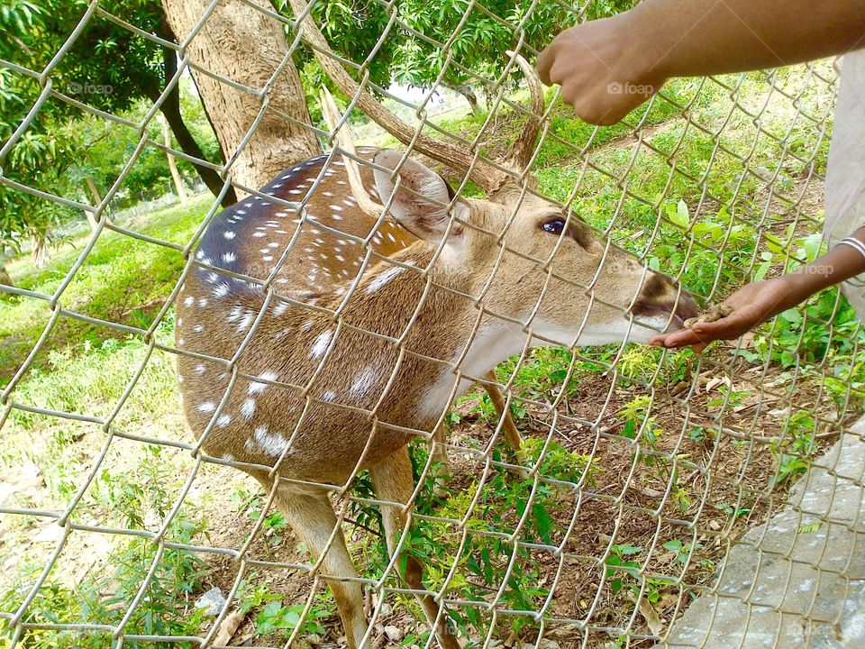 summer pets 