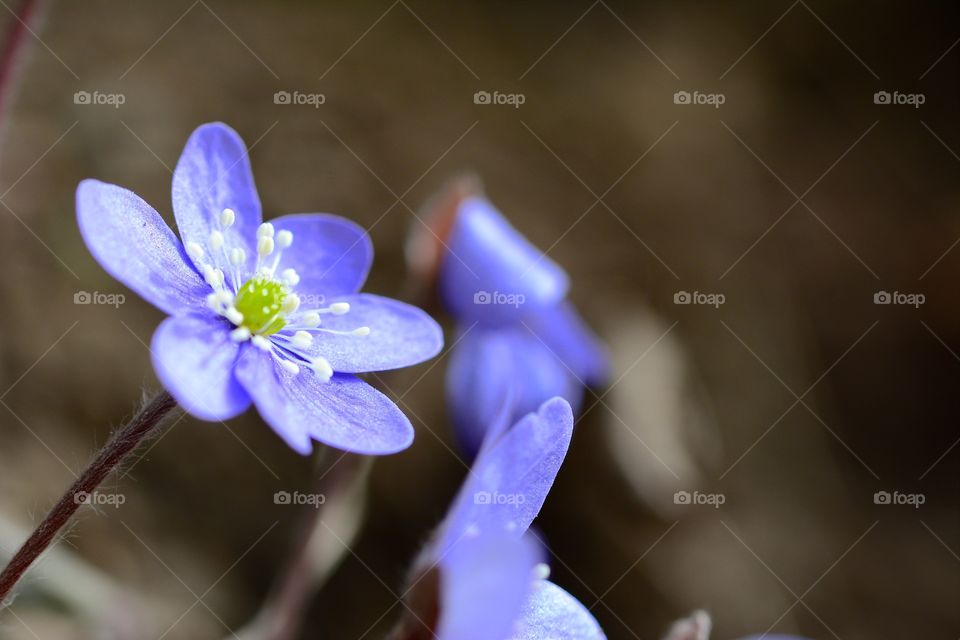 Close-up of blue anemone flower