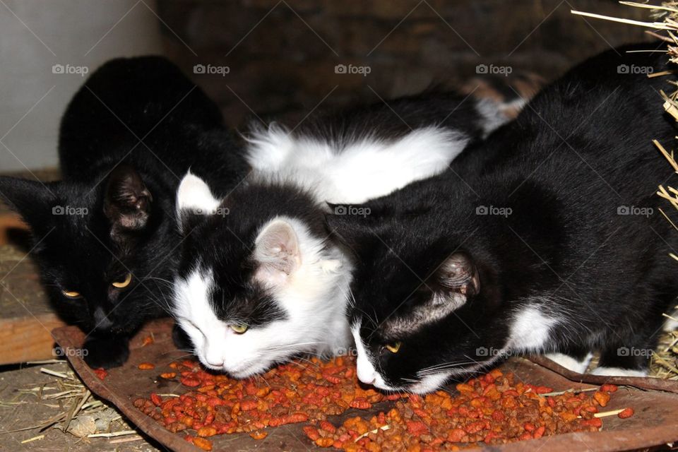 Barn cats eating  