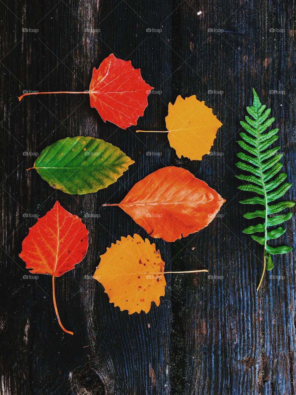 Leaf, No Person, Wood, Fall, Nature