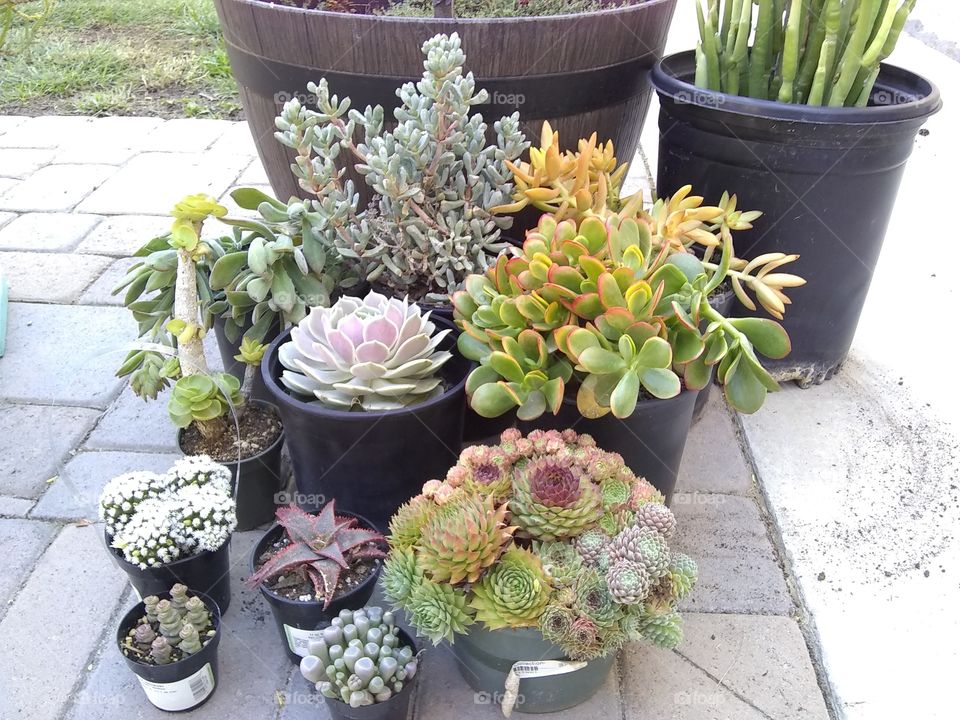 all these bitches are my sons