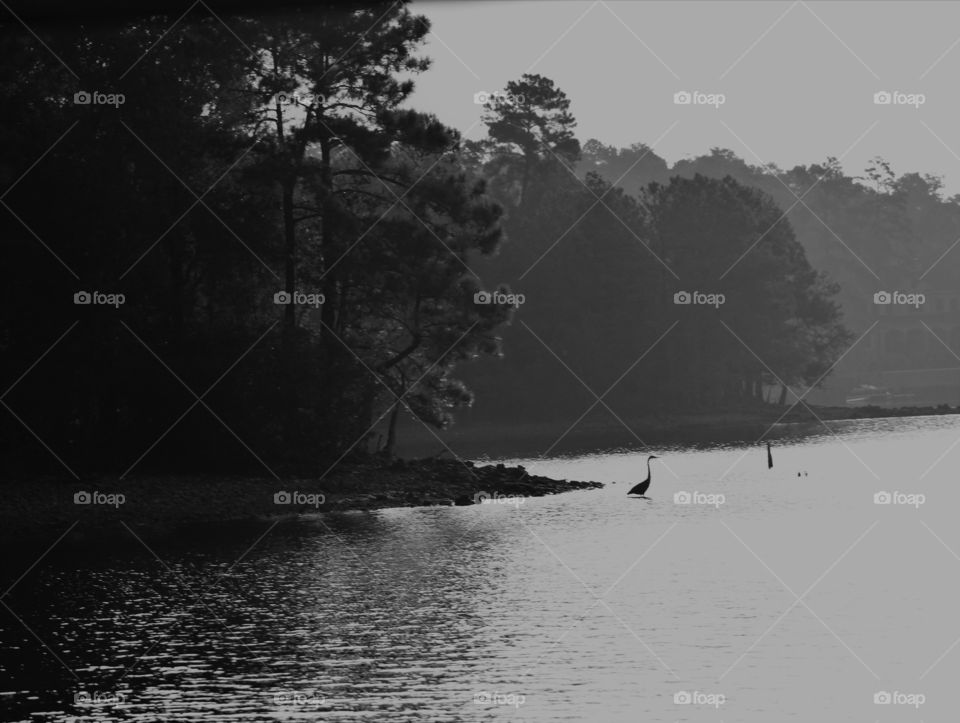 morning on the lake.   egret wading.