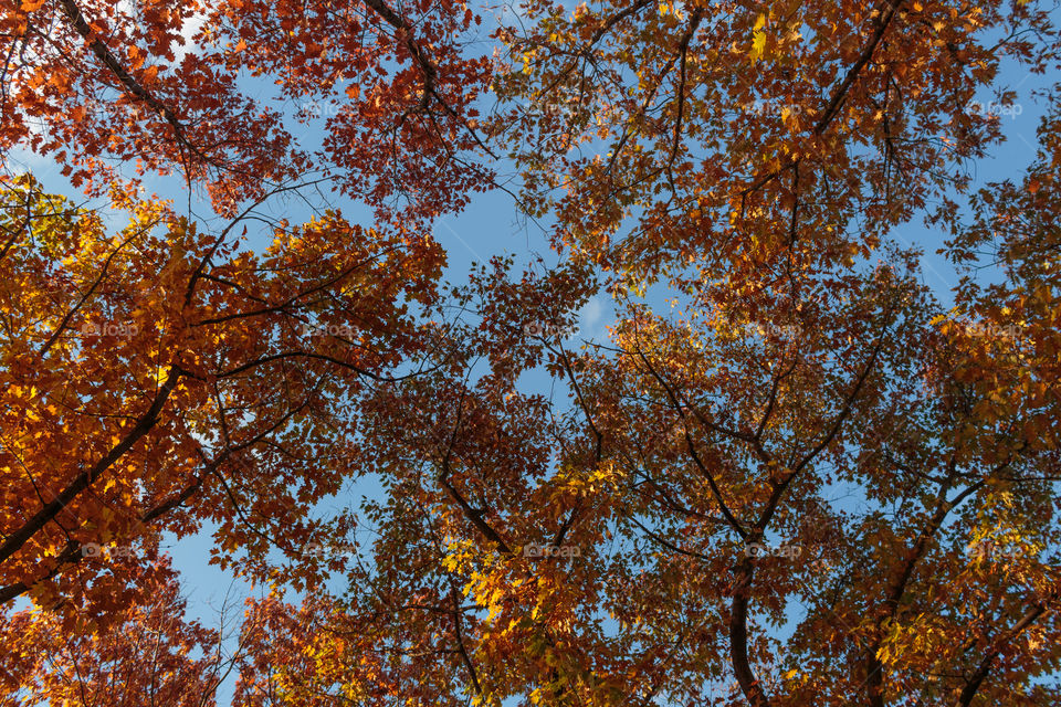Tree branches in the autumn