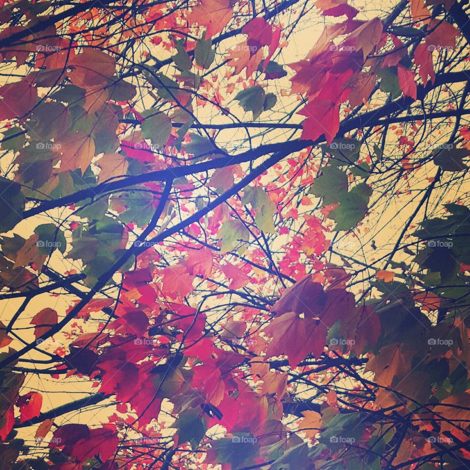 Fall, Leaf, Maple, Color, Season