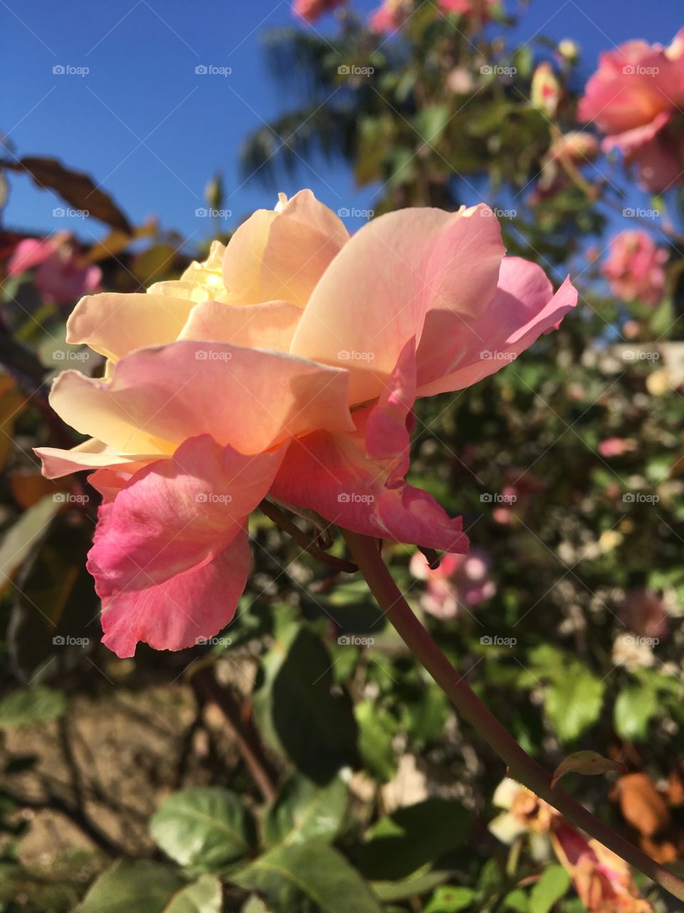 🌼#Flores do nosso #jardim, para alegrar e embelezar nosso dia!
#Jardinagem é nosso #hobby - 1
🌹
#flor #flowers #fower #pétalas #garden #natureza #nature #flora