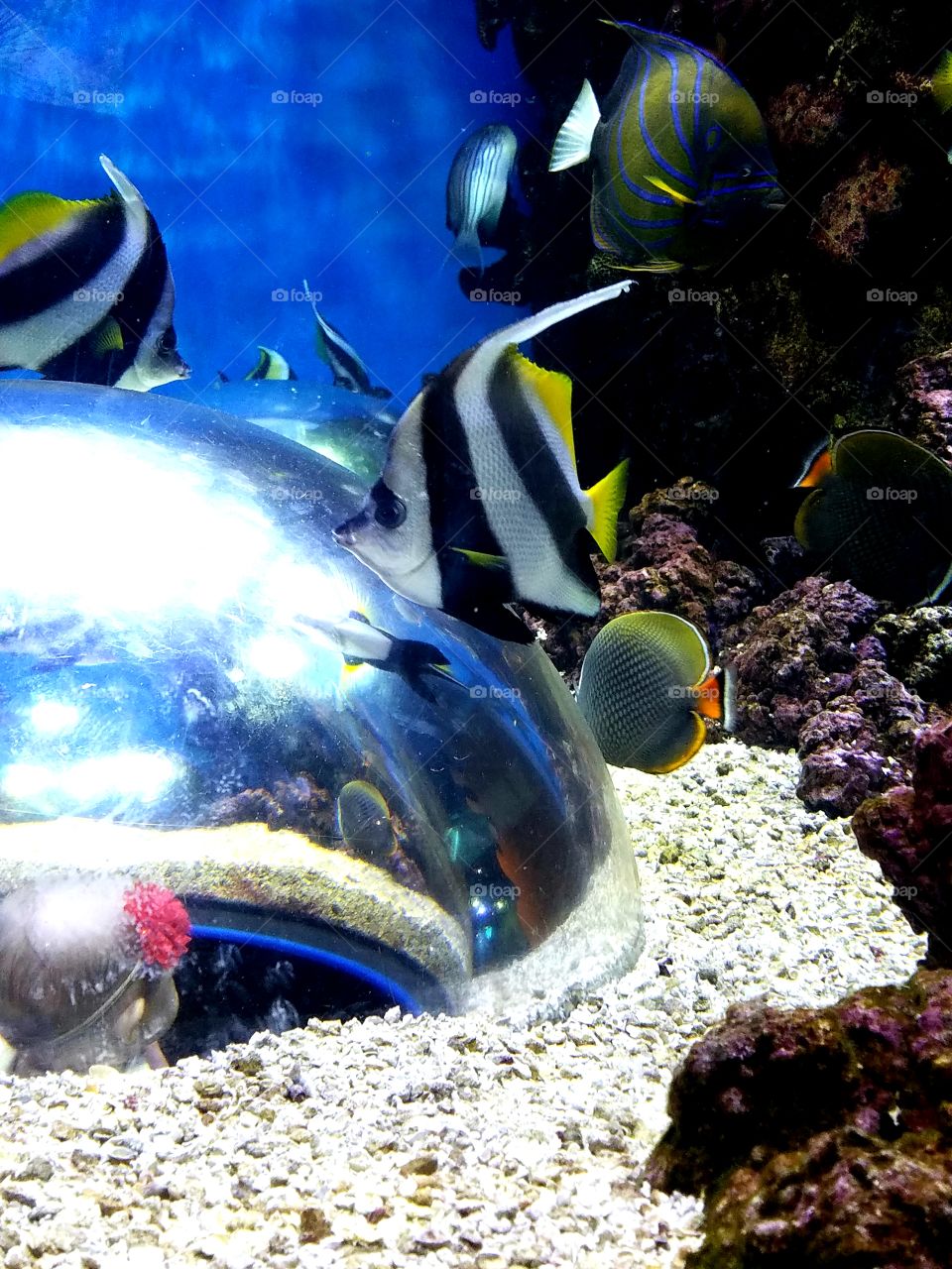 Baby girl looking out of dome at fish in aquarium