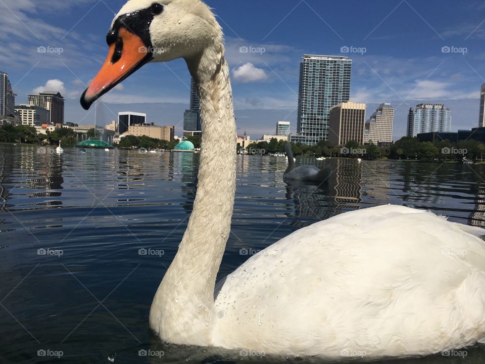 Swans in Orlando