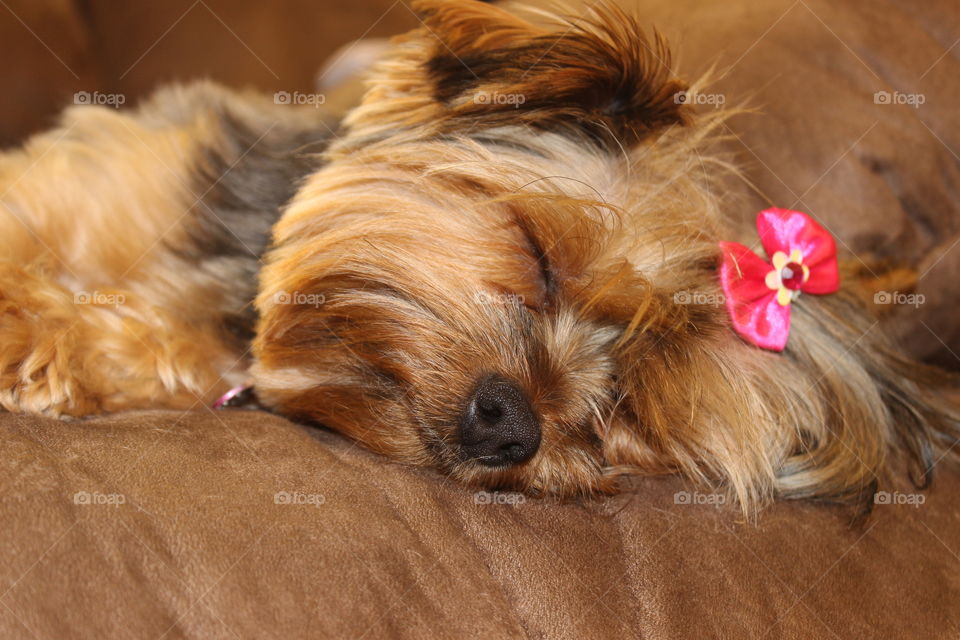 Sleeping Yorkie
