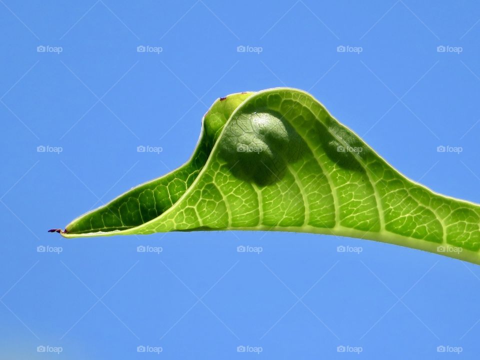 The Leaf Bird