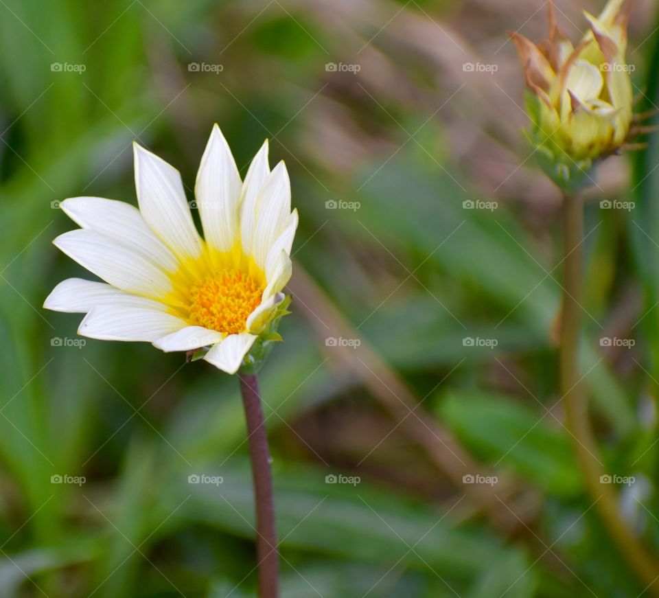 Beautiful bloom beginning to close for the day.