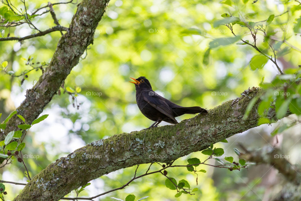 Bird on a tree branch surrounded by green foliage 