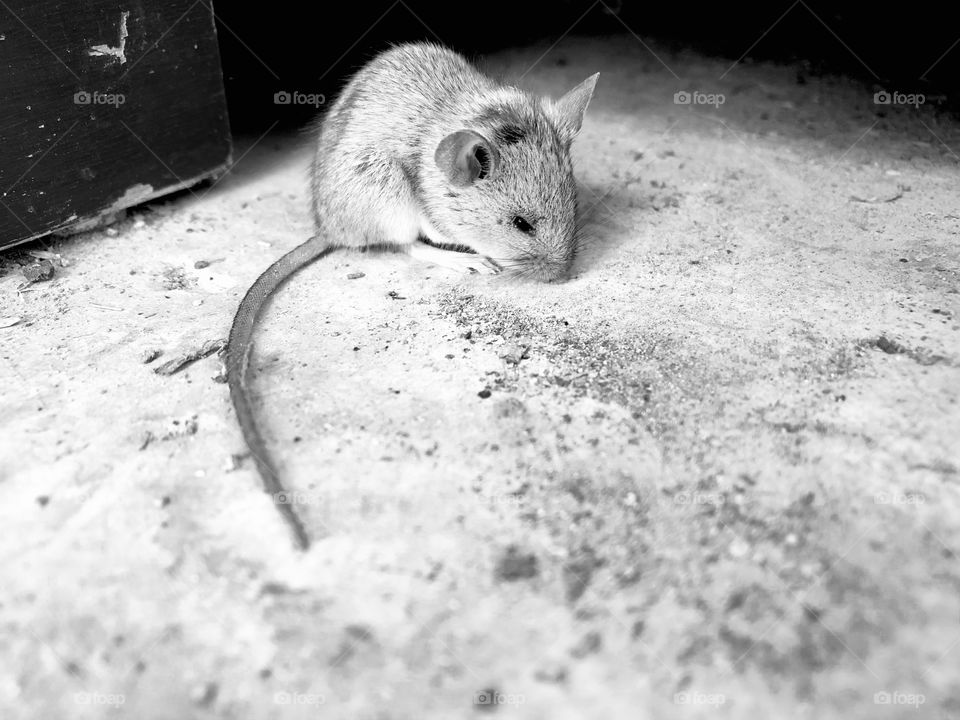 A friendly, baby mouse. Photo edited in black and white white some high contrast. 