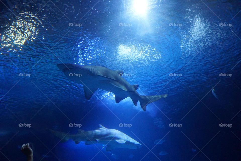 Ocean#world#fish#sharks