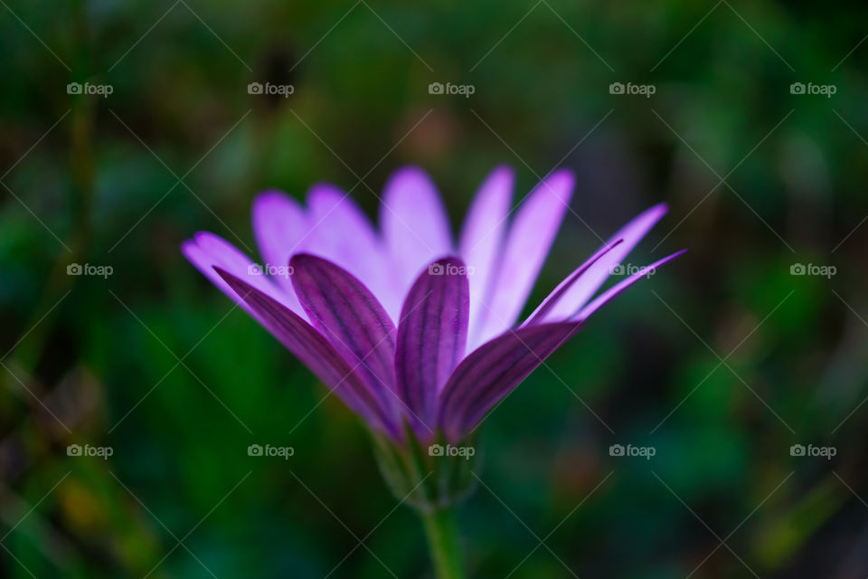 Wild flower soft focus
