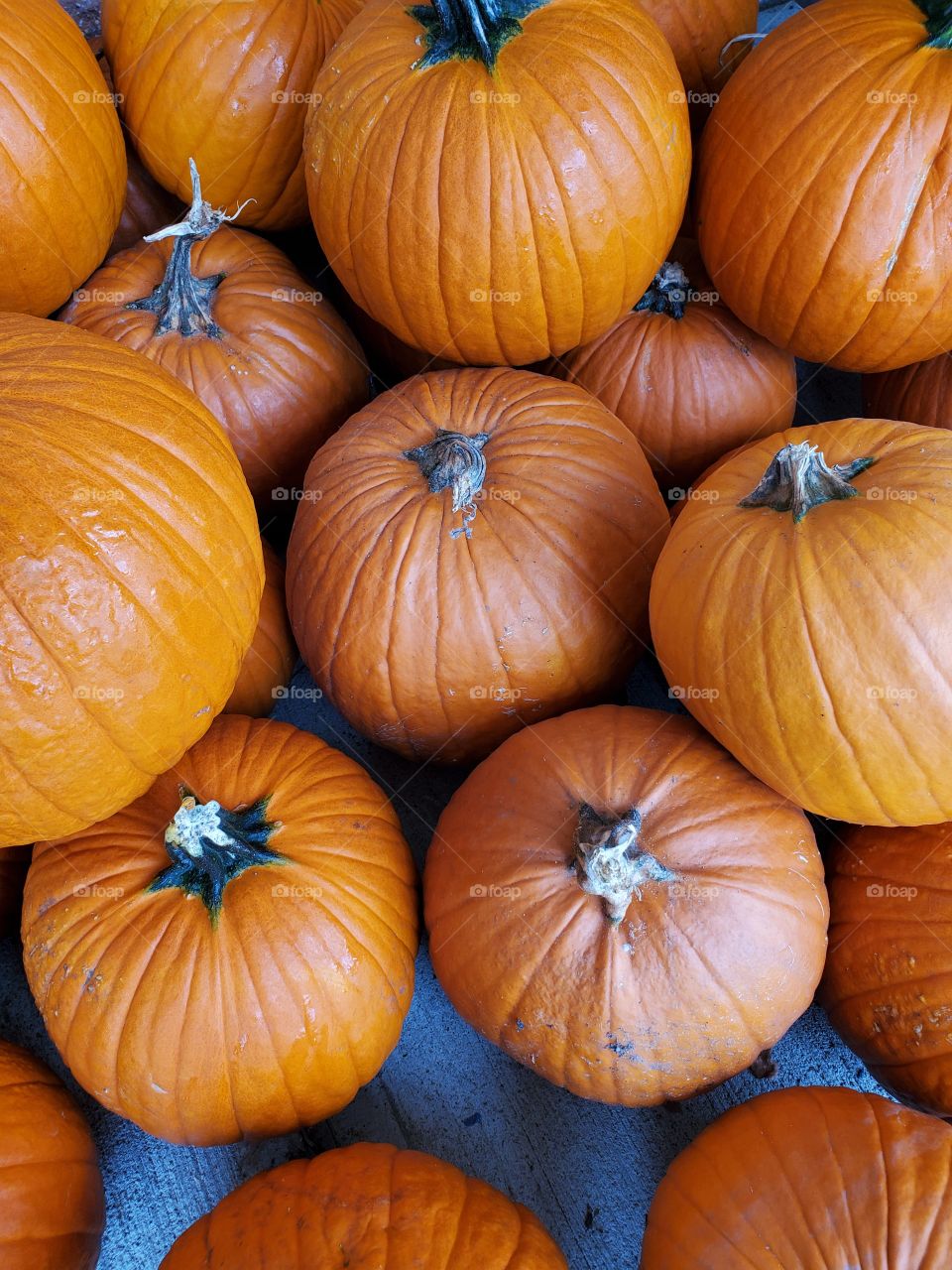 bunch of pumpkins