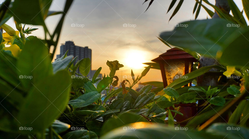 Just ordinary flower on terrace 