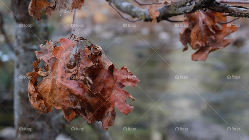 Dried leaves in fall