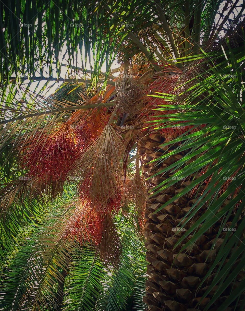 Palm tree. Botanical garden, Madrid, Spain