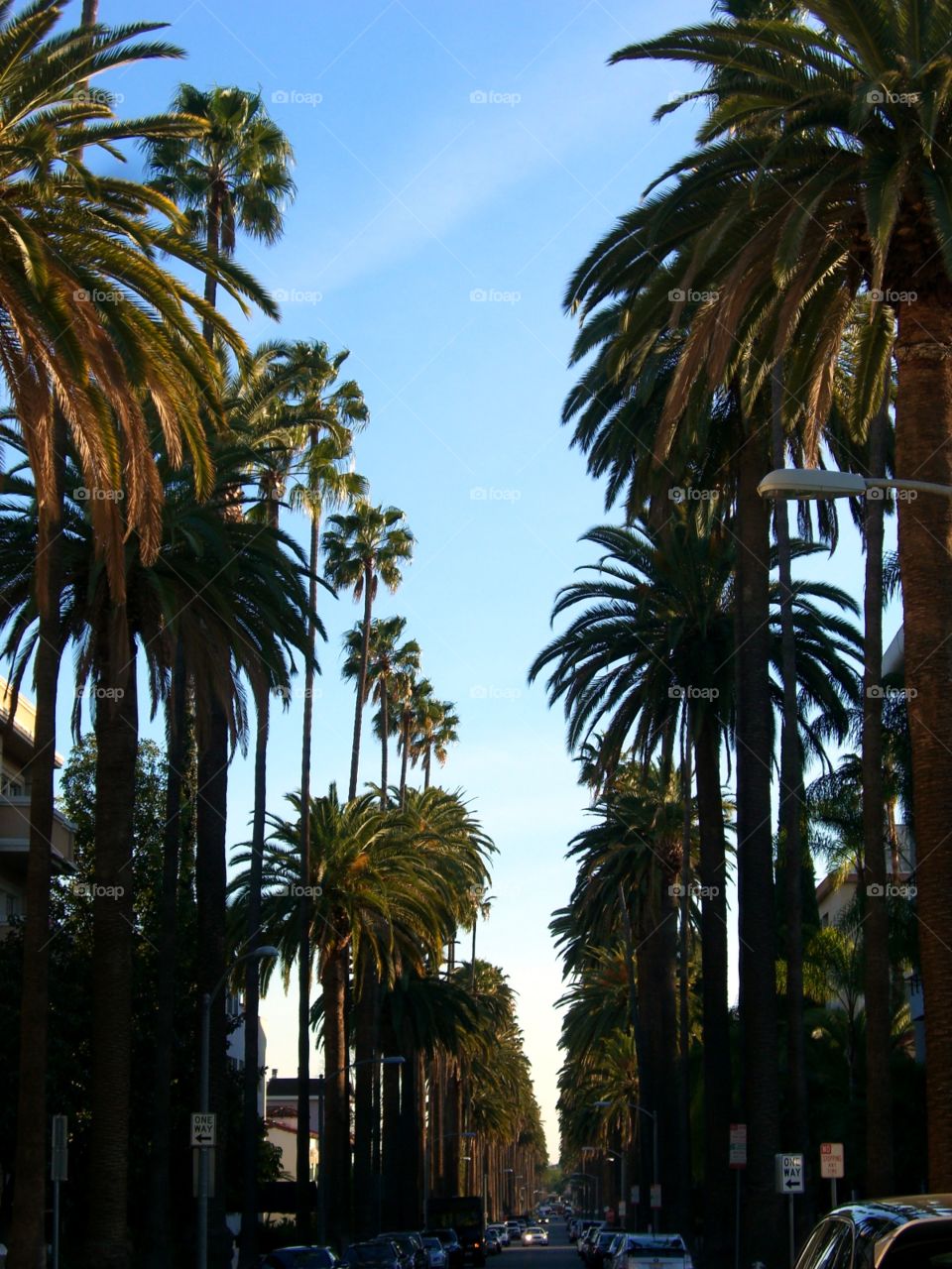 Palm trees on neighborhood street