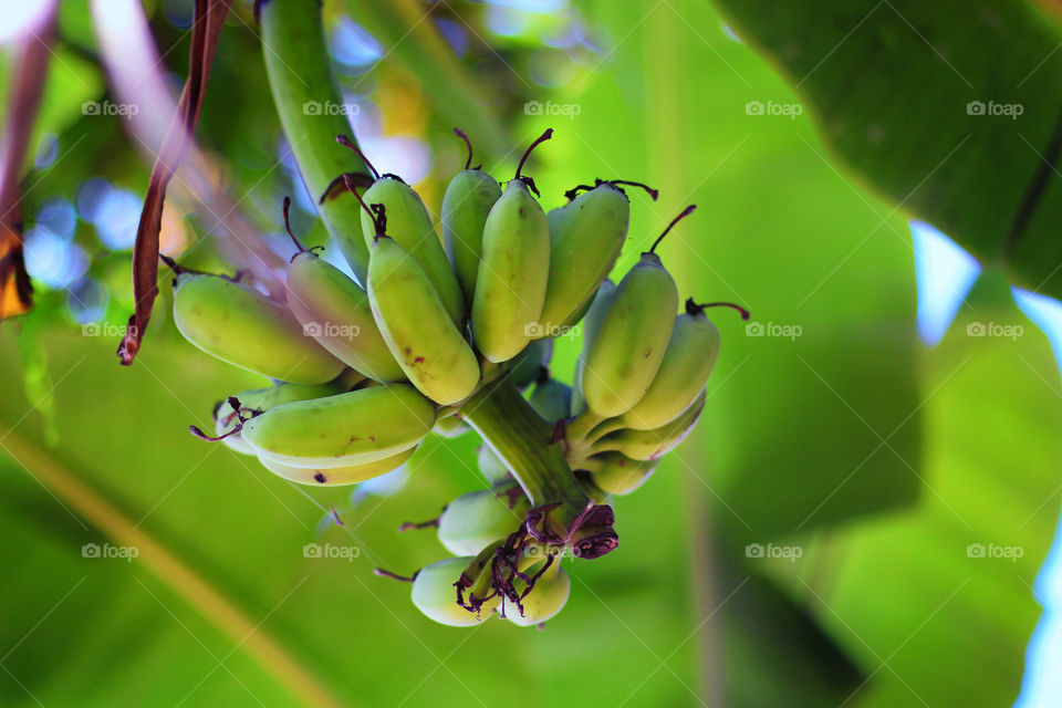 javanese banana