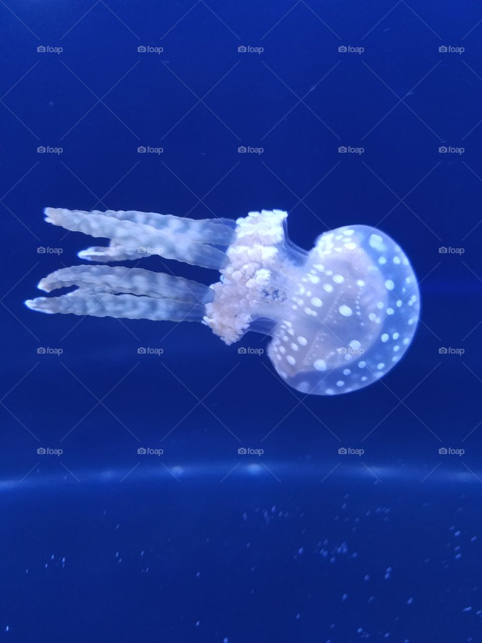 spotted jellyfish in dark blue water