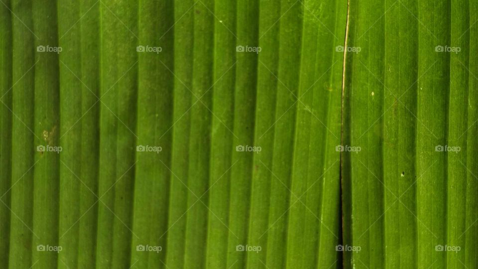 green leaf texture. tree leaf. nature background. macro photography.