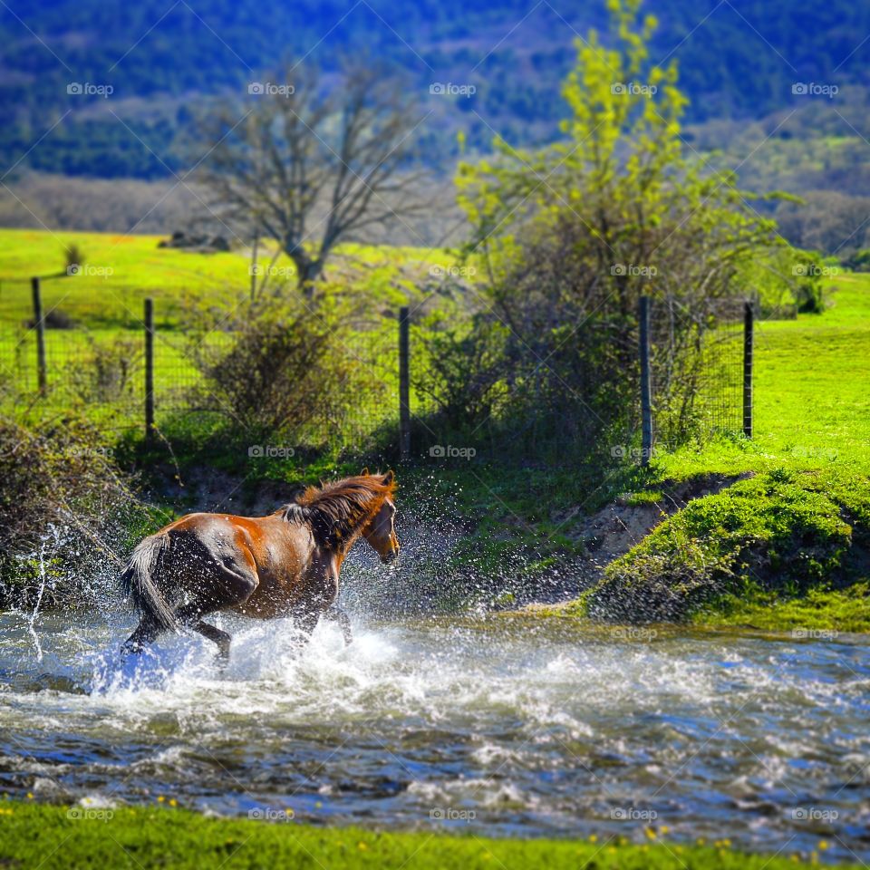 Horse crossing river