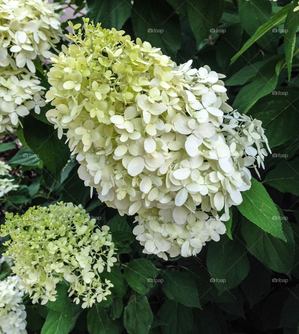 White Hydrangea