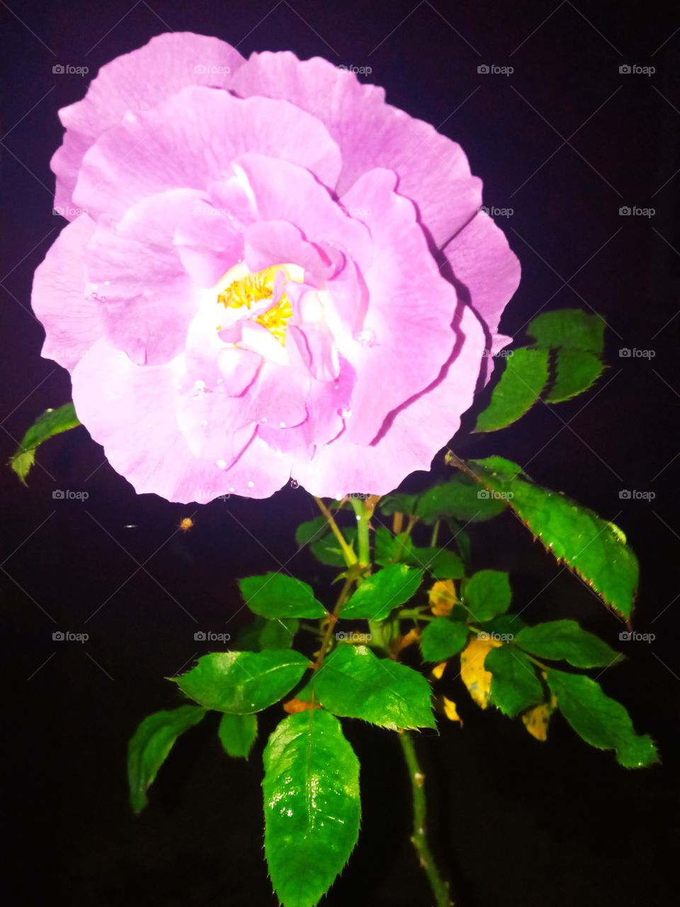 pink rose flower