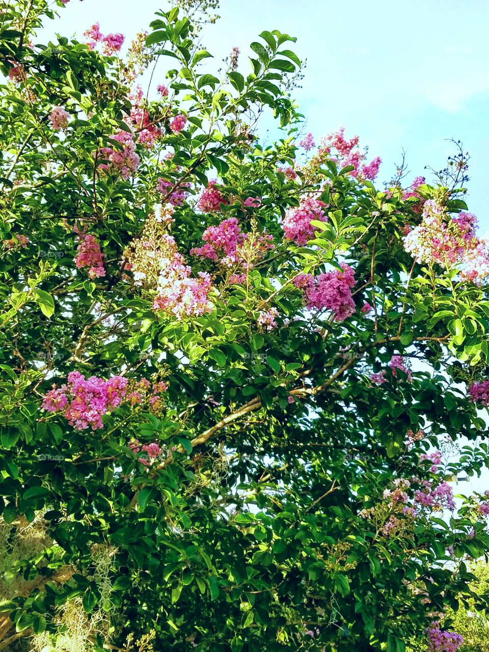 Blooming pink flowers on tree