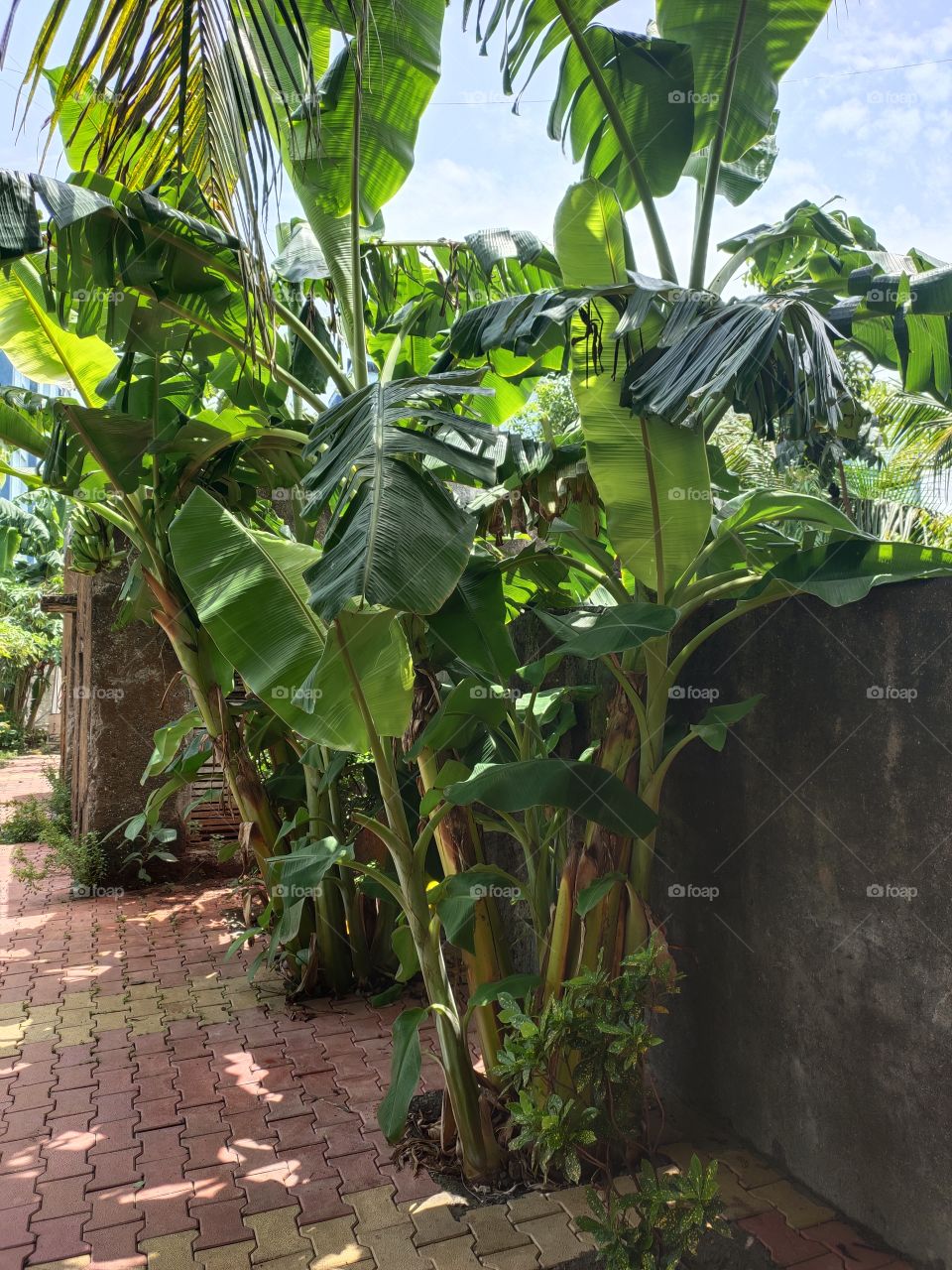 Banana Tree 🌲
Natural Beauty
Awesome Wide Green leafs