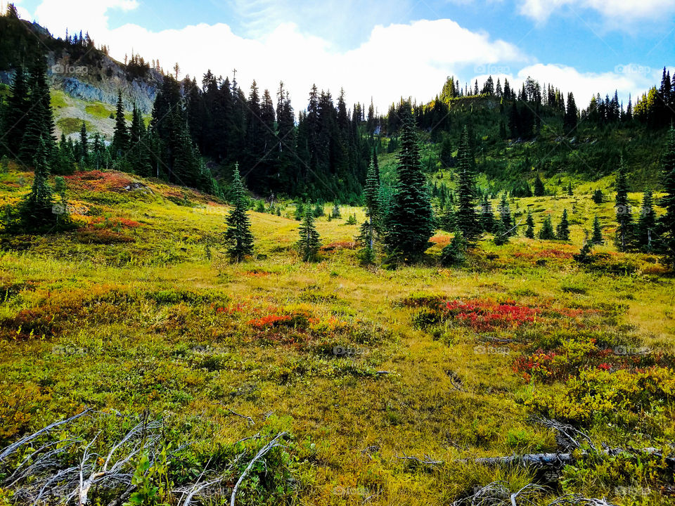 Meadow in the mountain tops