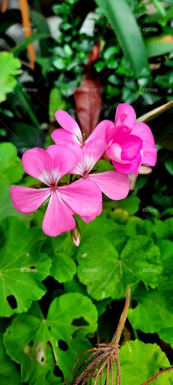 Beautiful pink
