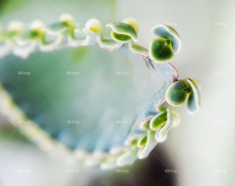 bryophillum pinnatum