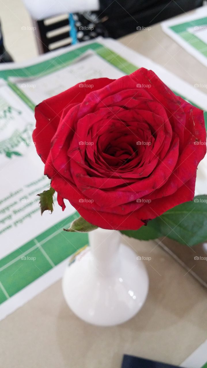 Red Rose flower beautiful