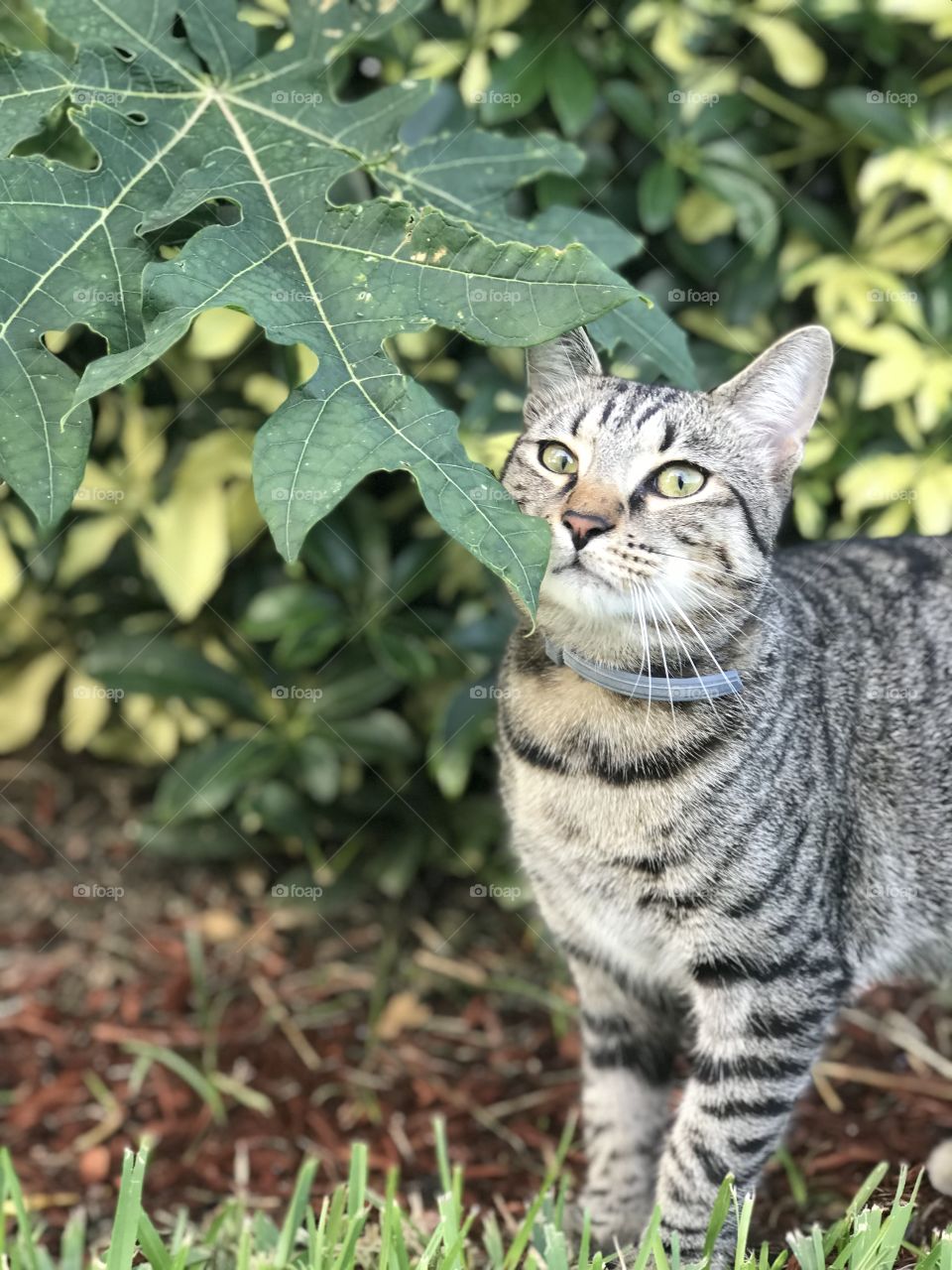 Our cat Sisu modeling next to our papaya tree in the garden. 