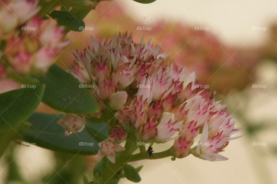 Group of pink flowers