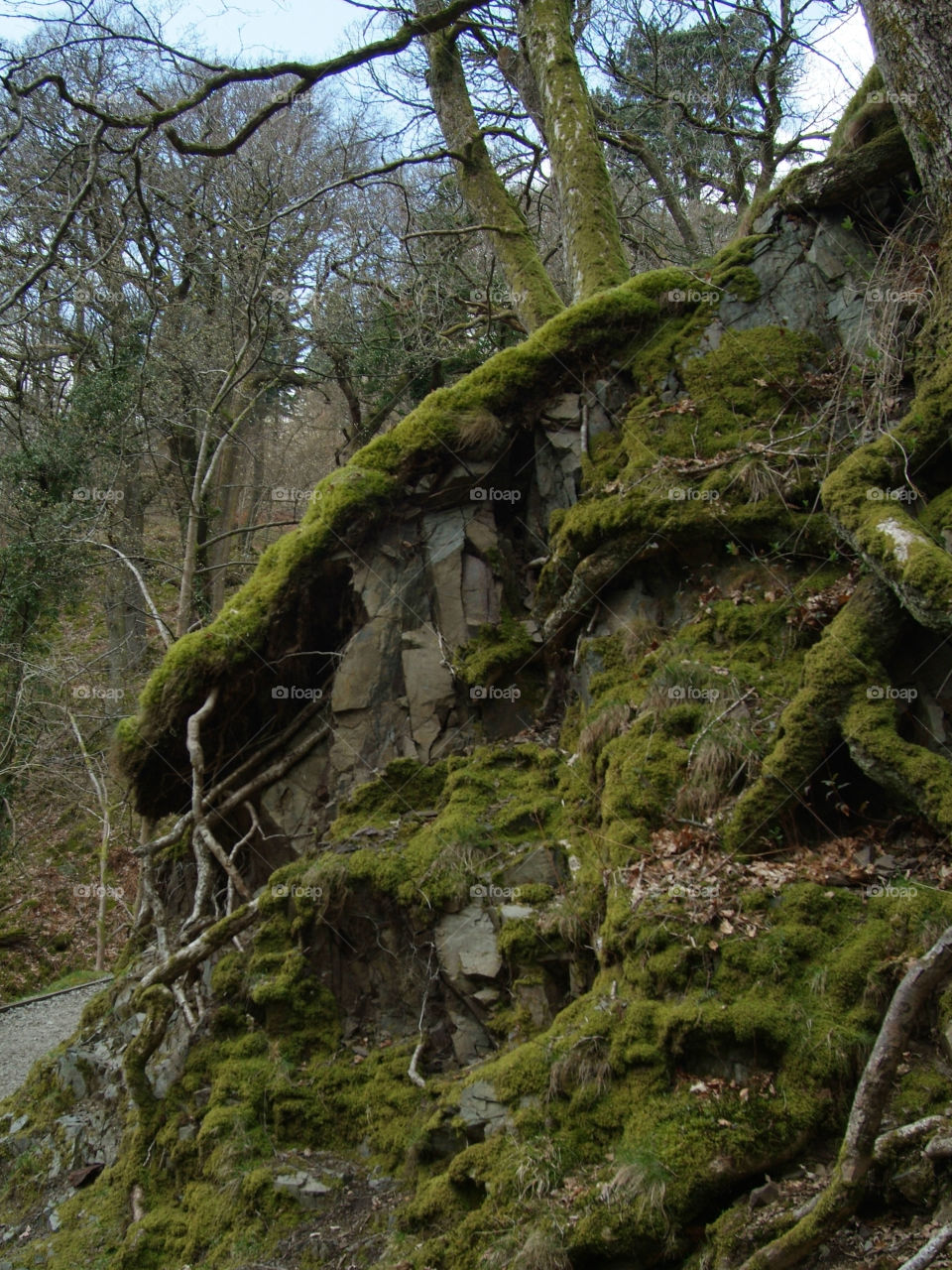 Tree roots 