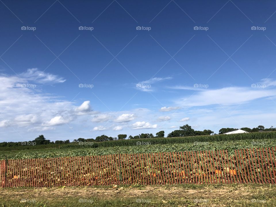 Pumpkin patch landscape 