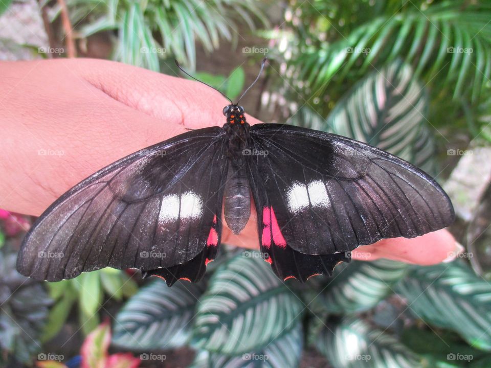 Ruby spotted swallowtail butterfly