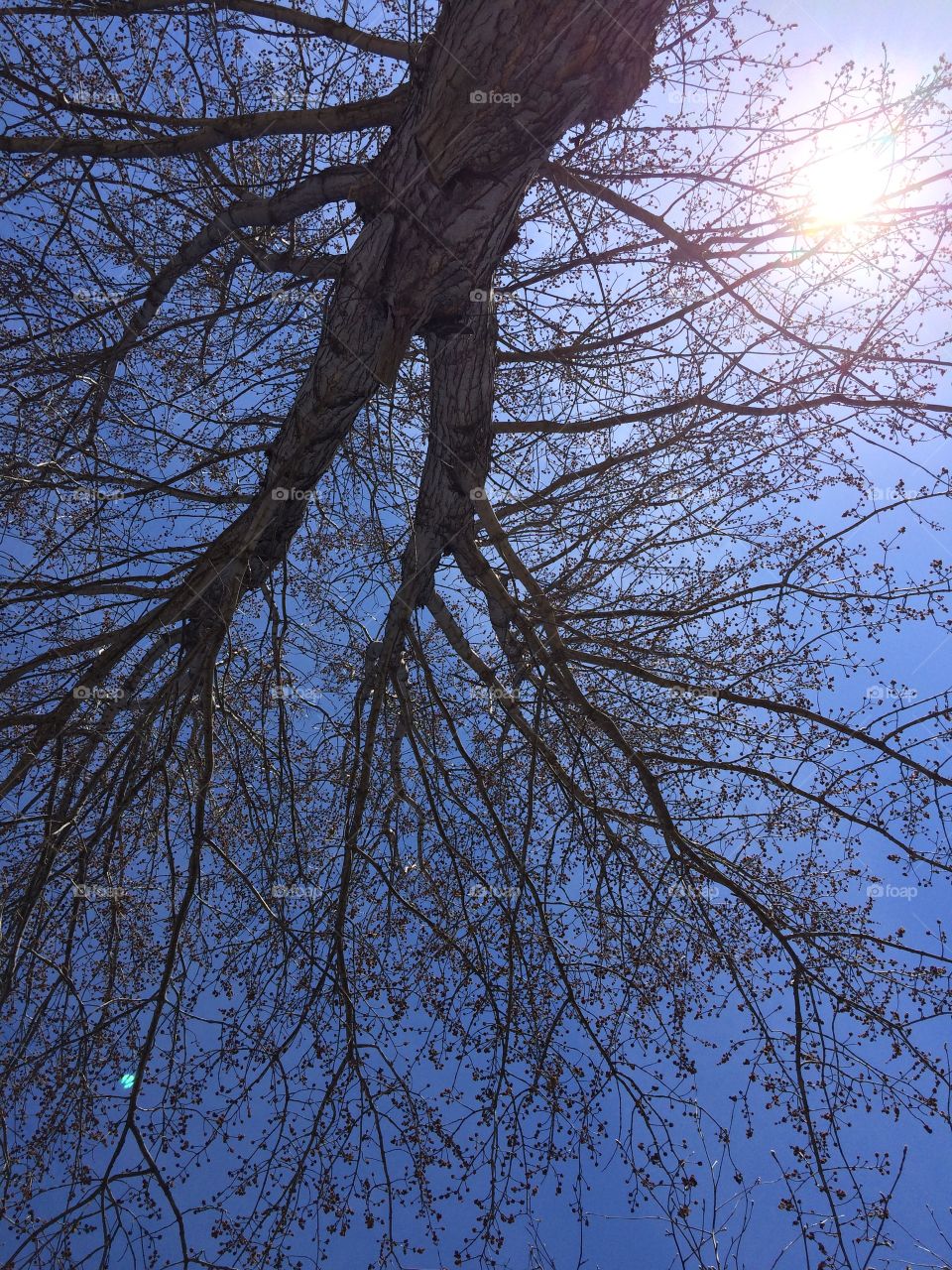 Looking up at my tree