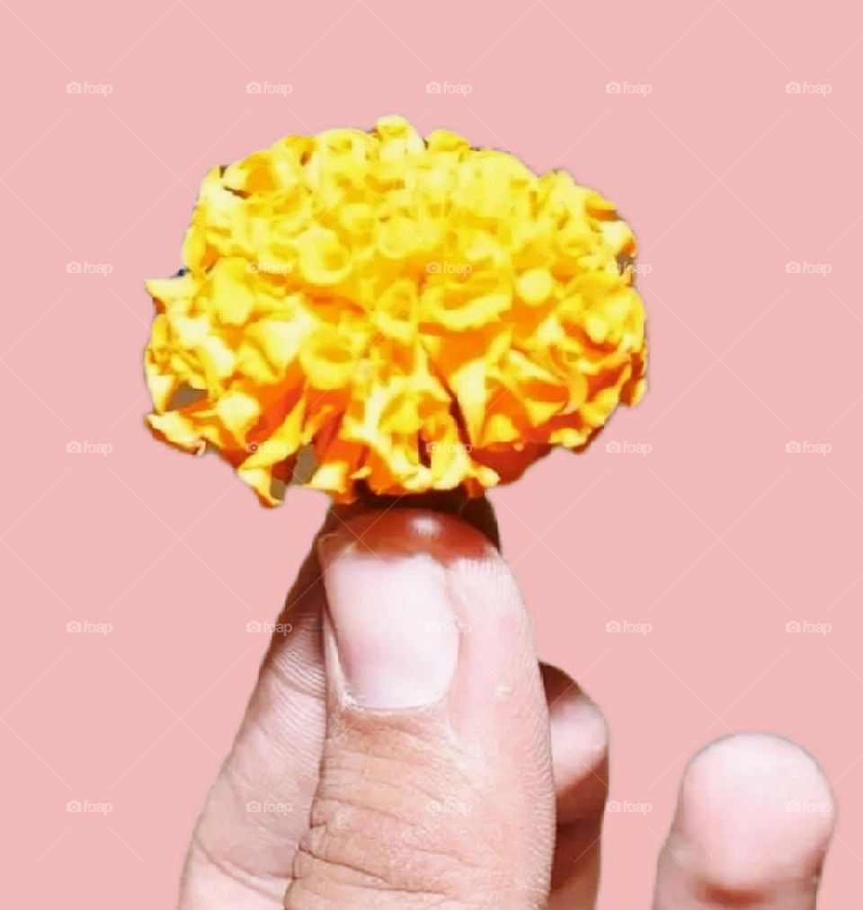 most beautiful and attractive yellow flower.