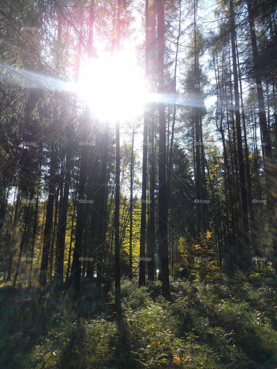Walking in the woods in the Czech republic