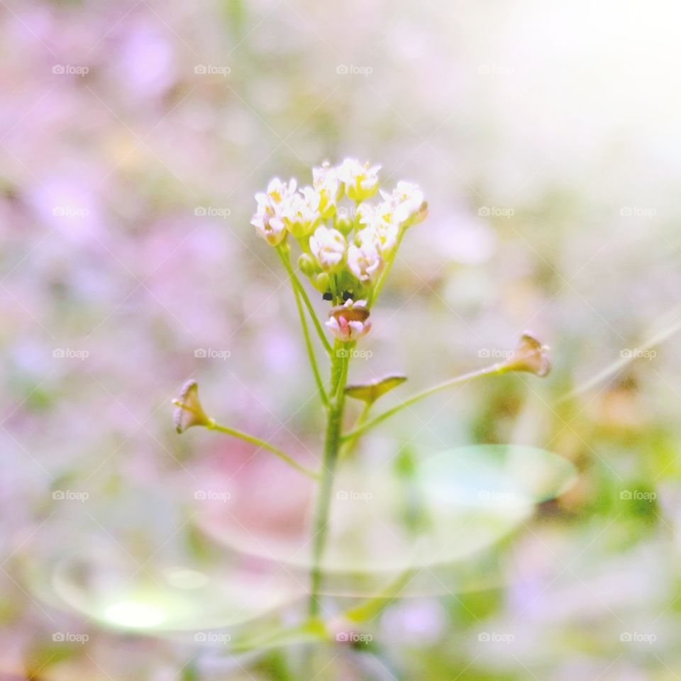 Wildflower Portrait in Pink