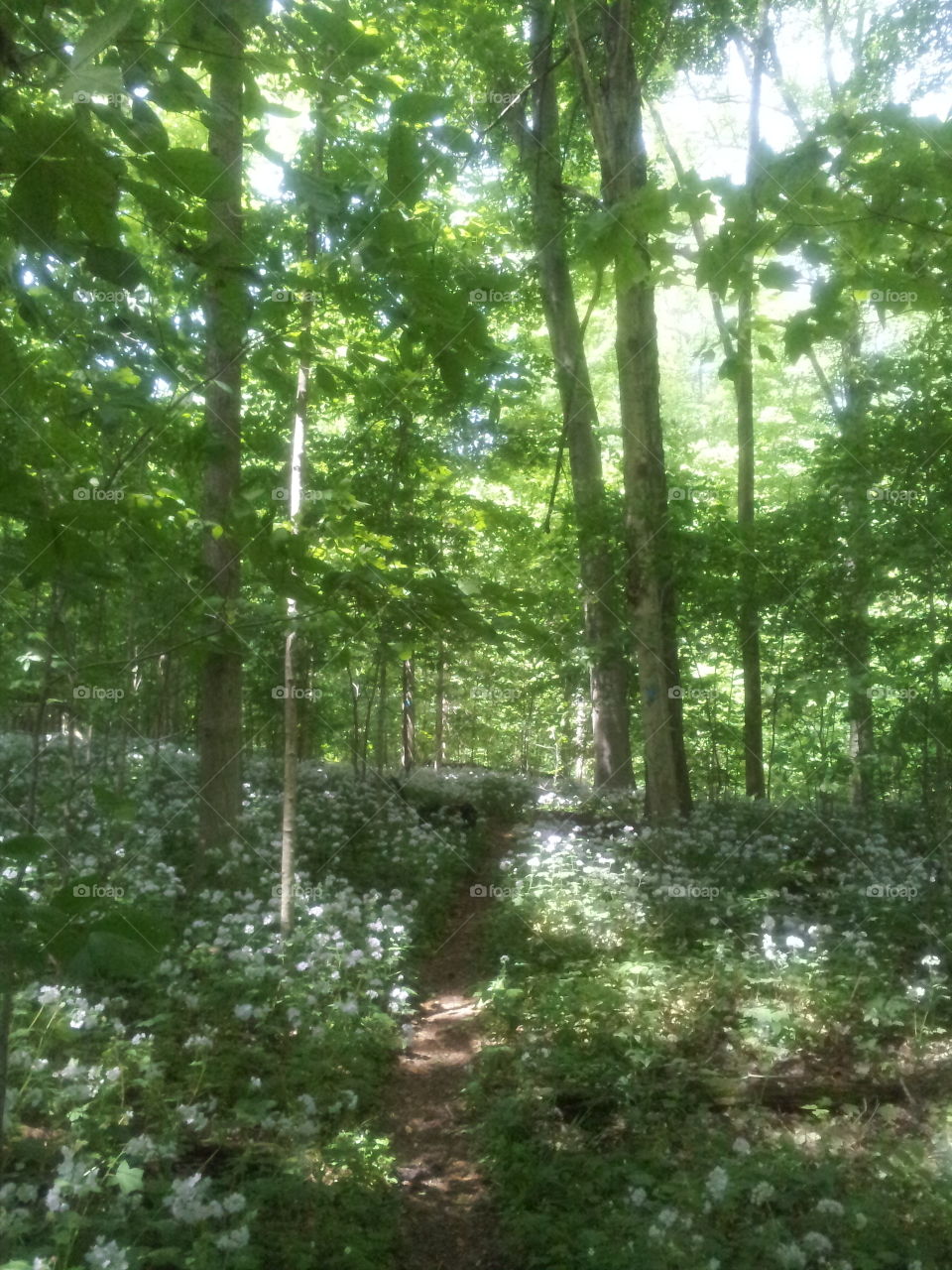nature trail. a trail throw the nature preserve