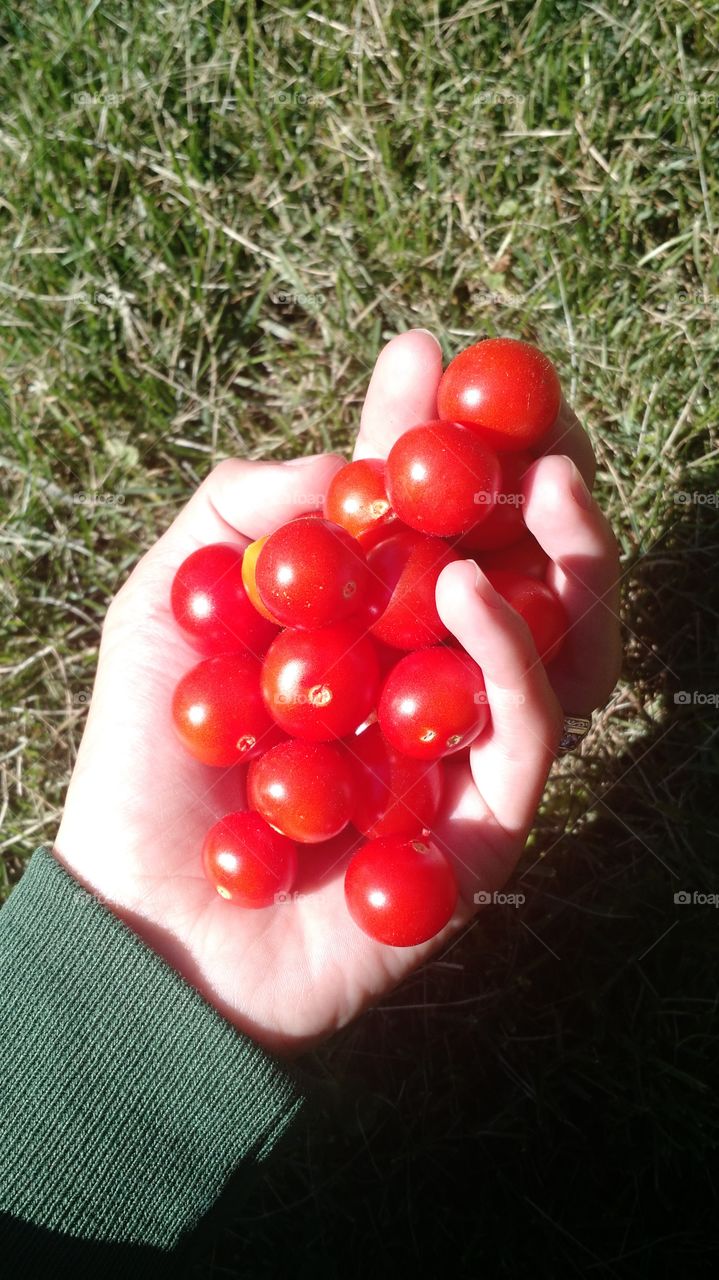 cherry tomatoes