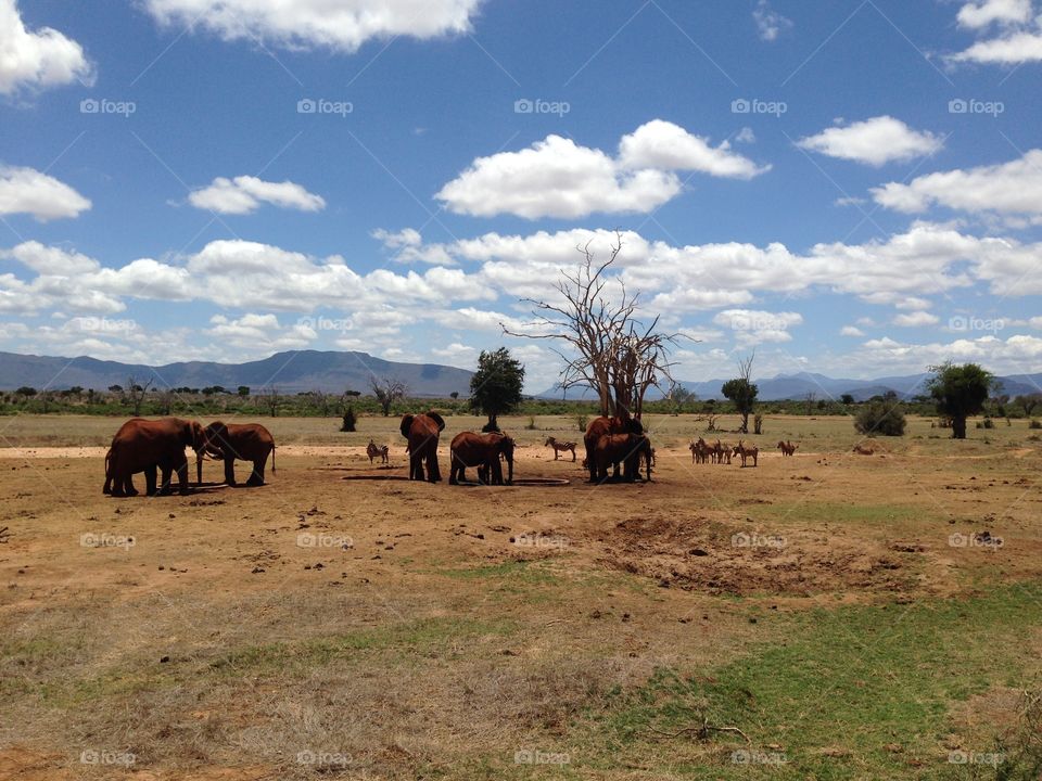 Kenya wildlife with elephants