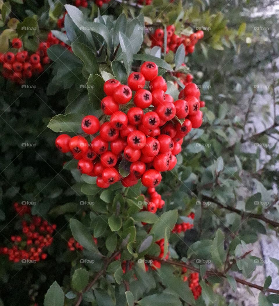 ripe scarlet firethorn berries