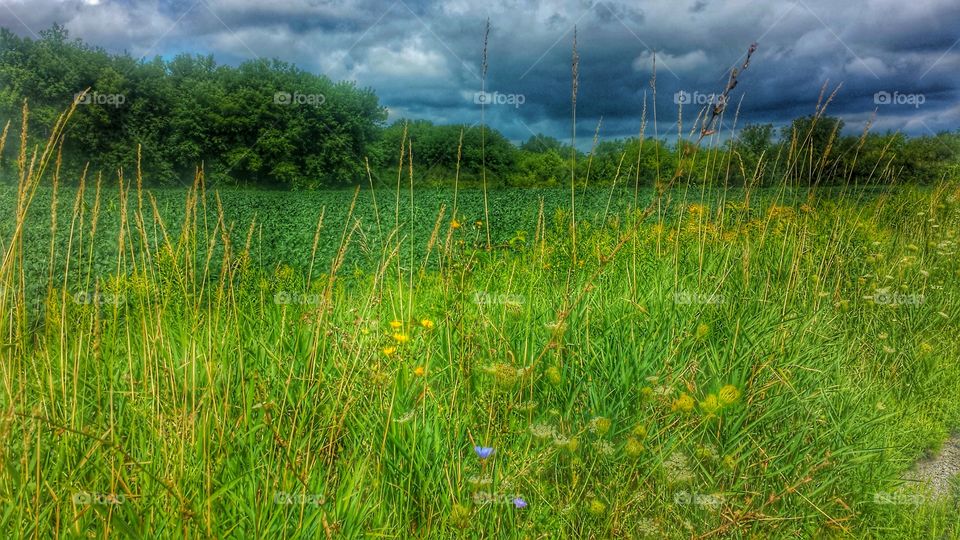 Corn Field