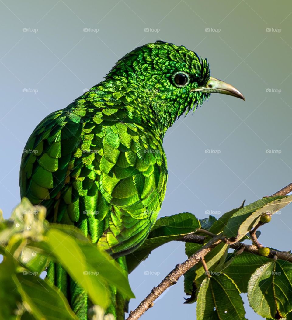 Green the colour of Environment